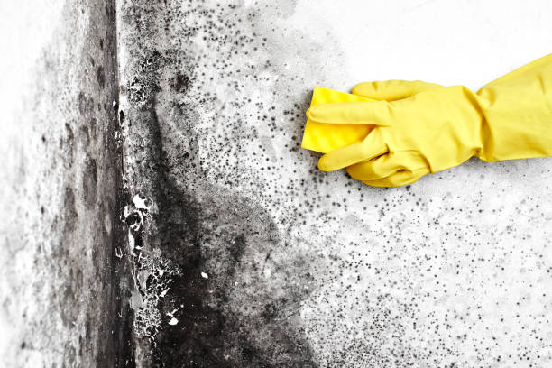 Best Toxic Mold Removal  in Valenti, NE