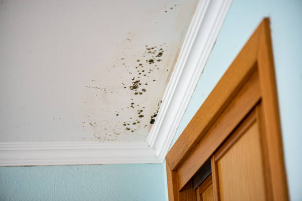 Best Certified Mold Removal  in Valenti, NE
