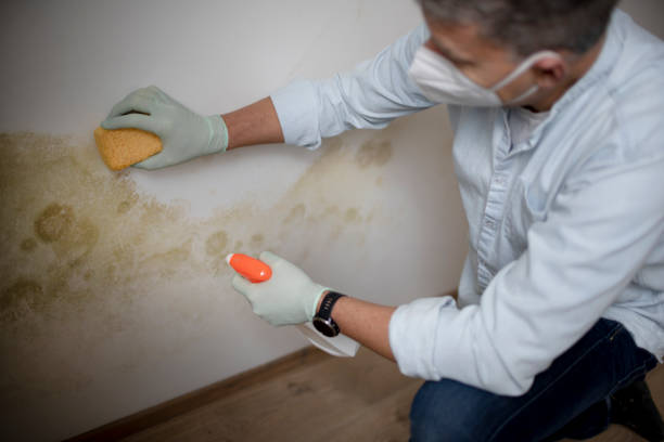 Best Crawl Space Mold Removal  in Valenti, NE