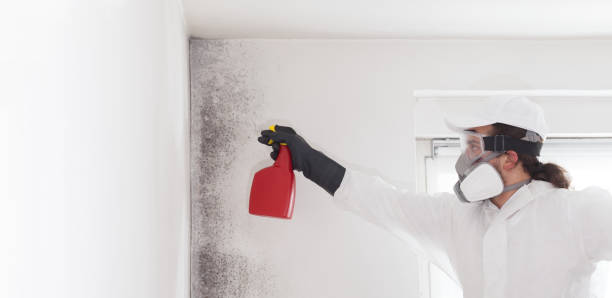 Best Office Mold Removal Services  in Valenti, NE
