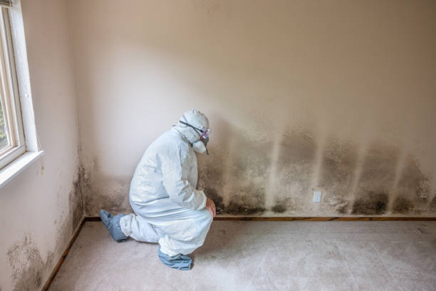 Best Mold Testing  in Valenti, NE