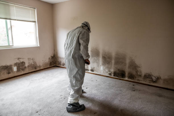 Best Attic Mold Removal  in Valenti, NE
