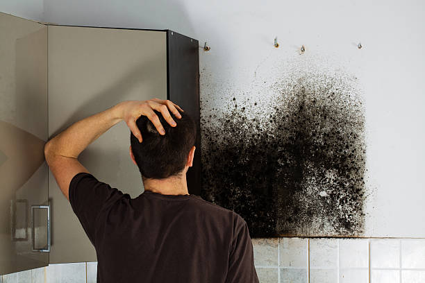 Best Emergency Mold Removal  in Valenti, NE