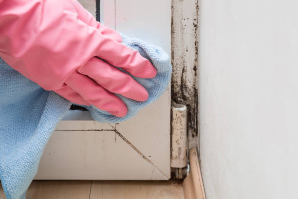 Best Mold Removal and Inspection  in Valenti, NE