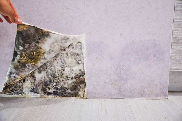 Reliable Valentine, NE Mold Removal Solutions